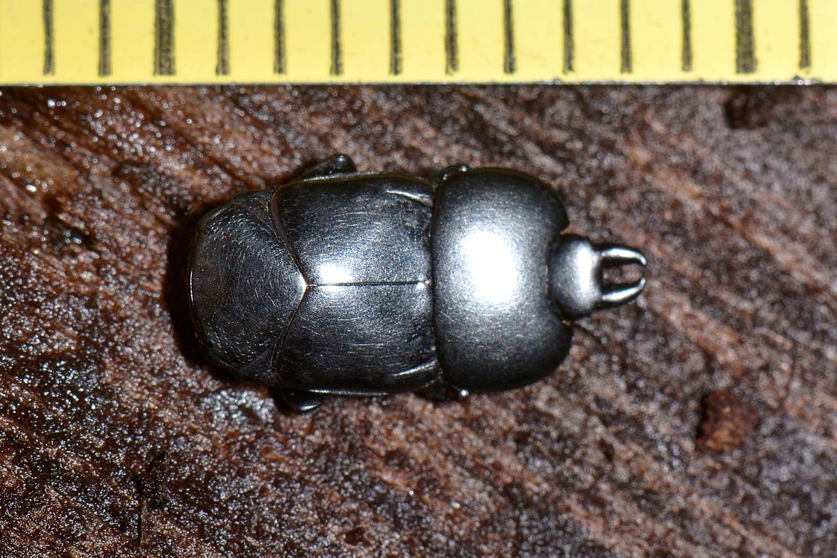 Histeridae: Hololepta plana
